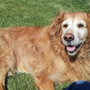 Meet your Posher, Ginny